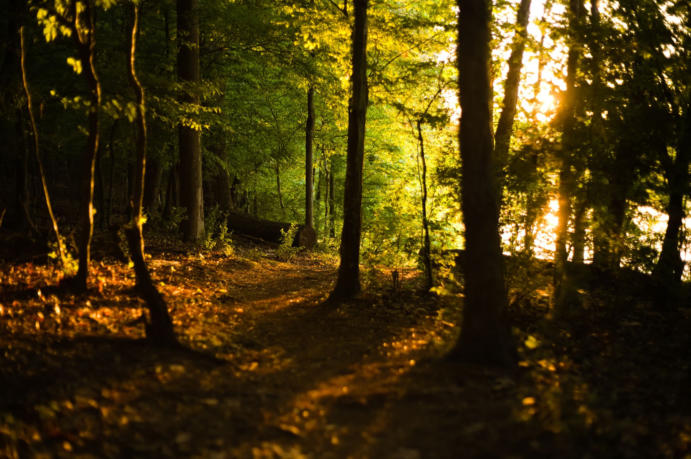 Sunlight falling across a path through a green forest